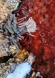 Attēlu rezultāti vaicājumam “Stemonitis splendens stalked”