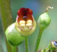 Attēlu rezultāti vaicājumam “Scrophularia nodosa fruit”