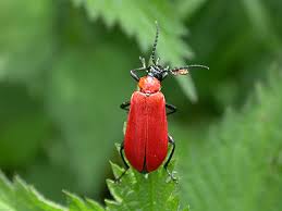 Attēlu rezultāti vaicājumam “Pyrochroa coccinea”