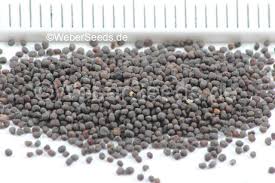 Attēlu rezultāti vaicājumam “Lychnis flos-cuculi fruit”