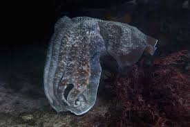 Attēlu rezultāti vaicājumam “Cephalozia connivens macro”