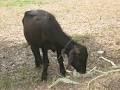      "dating of asia Buffalo"