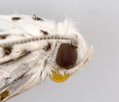 Attēlu rezultāti vaicājumam “Yponomeuta evonymella imago”