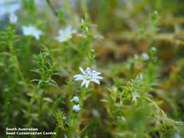 Attēlu rezultāti vaicājumam “Stellaria palustris”