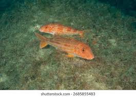 Image result for Mullus surmuletus