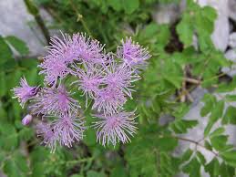 Attēlu rezultāti vaicājumam “Thalictrum aquilegifolium”