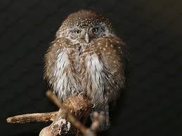 Attēlu rezultāti vaicājumam “Glaucidium passerinum”