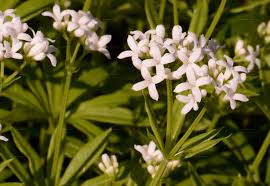 Attēlu rezultāti vaicājumam “Galium elongatum flower”