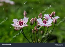 Attēlu rezultāti vaicājumam “Butomus umbellatus”