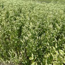 Attēlu rezultāti vaicājumam “Melilotus albus”