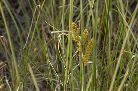 Attēlu rezultāti vaicājumam “Carex rostrata”
