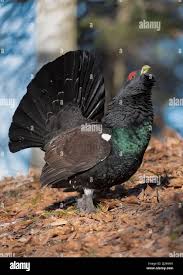 Attēlu rezultāti vaicājumam “Tetrao urogallus male”