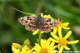 Attēlu rezultāti vaicājumam “Carcharodus floccifera upperside”
