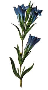 Attēlu rezultāti vaicājumam “Gentiana pneumonanthe flower”
