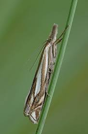 Attēlu rezultāti vaicājumam “Crambus pratella”