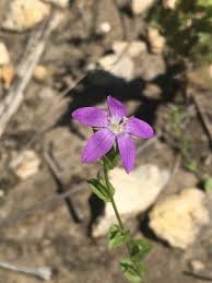 Attēlu rezultāti vaicājumam “Venusia blomeri”