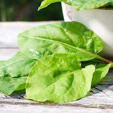 Image result for Sauerampfer