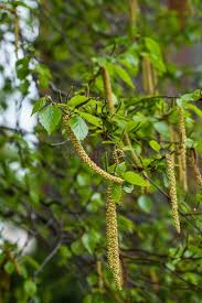 Attēlu rezultāti vaicājumam “Betula pendula flower”
