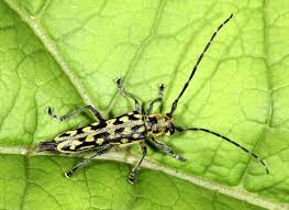 Attēlu rezultāti vaicājumam “Saperda scalaris”