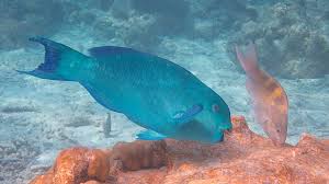 Image result for Chlorurus perspicillatus