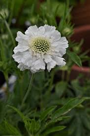 Image result for Scabiosa canescens