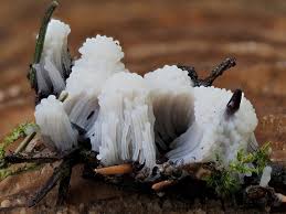 Attēlu rezultāti vaicājumam “Stemonitis axifera spores”