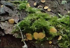 Attēlu rezultāti vaicājumam “Hymenoscyphus calyculus”