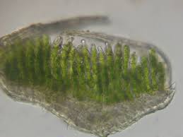 Attēlu rezultāti vaicājumam “Polytrichum strictum”