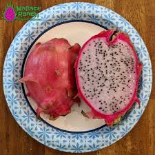 Attēlu rezultāti vaicājumam “Rosa majalis fruit”