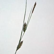 Attēlu rezultāti vaicājumam “Carex lasiocarpa”