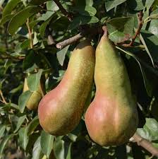 Attēlu rezultāti vaicājumam “Pyrus communis fruit”