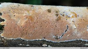 Attēlu rezultāti vaicājumam “Junghuhnia nitida”