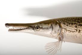 Image result for Atractosteus spatula