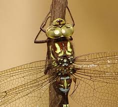 Attēlu rezultāti vaicājumam “Aeshnidae”