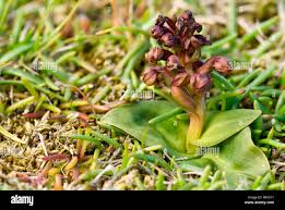Attēlu rezultāti vaicājumam “Coeloglossum viride flower”
