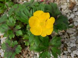 Attēlu rezultāti vaicājumam “Ranunculus acris flower”