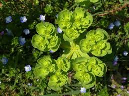 Attēlu rezultāti vaicājumam “Euphorbia helioscopia”