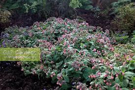 Attēlu rezultāti vaicājumam “Pulmonaria saccharata”