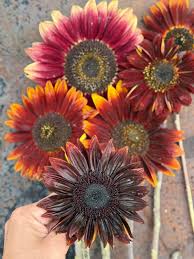 Image result for Helianthus annuus