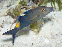 Image result for Parupeneus cyclostomus