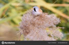 Attēlu rezultāti vaicājumam “Panurus biarmicus male”