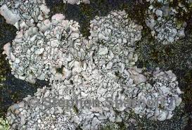 Attēlu rezultāti vaicājumam “Dermatocarpon miniatum”