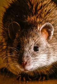 Attēlu rezultāti vaicājumam “Rattus norvegicus”