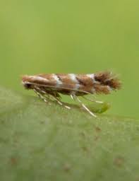 Attēlu rezultāti vaicājumam “Cameraria ohridella”