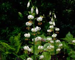 Image result for Lilium martagon Alba