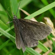 Attēlu rezultāti vaicājumam “Odezia atrata”