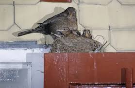 Attēlu rezultāti vaicājumam “Turdus merula female”