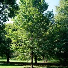 Attēlu rezultāti vaicājumam “Tilia platyphyllos Laciniata”