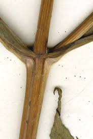 Attēlu rezultāti vaicājumam “Bidens tripartita fruit”