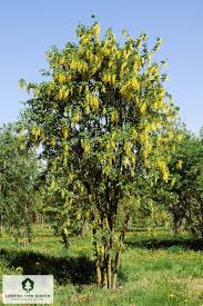 Attēlu rezultāti vaicājumam “Laburnum”